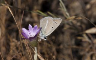 Lacivert Azeri okgzls (Polyommatus altivagans)