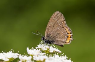 Kara Sevbeni (Satyrium pruni)