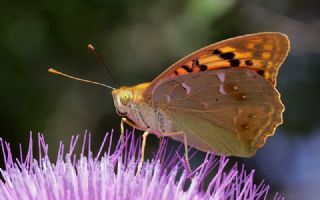Bahadr (Argynnis pandora)