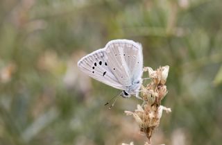 okgzl Damokles Mavisi (Polyommatus damocles)