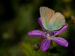 Zmrt (Callophrys rubi)