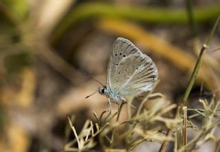 �okg�zl� �fikarmon&nbsp;(Polyommatus&nbsp;iphicarmon)
