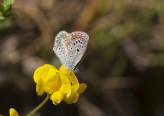 �okg�zl� Teberda Mavisi&nbsp;(Aricia&nbsp;teberdina)