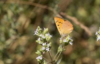 Orman Bak�r G�zeli&nbsp;(Lycaena&nbsp;virgaureae)