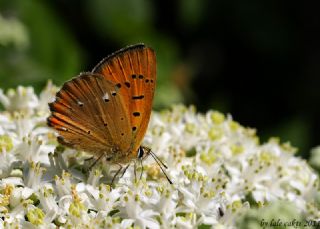 Orman Bak�r G�zeli&nbsp;(Lycaena&nbsp;virgaureae)