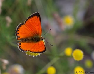 Orman Bakr Gzeli (Lycaena virgaureae)