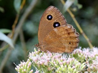 Kara Hayalet (Minois dryas)