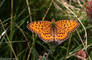 G�zel �nci&nbsp;(Argynnis&nbsp;aglaja)