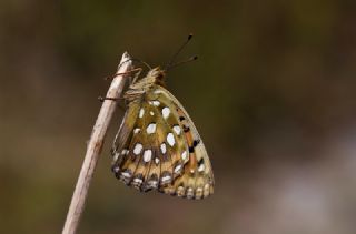 Gzel nci (Argynnis aglaja)