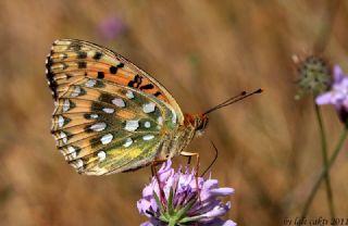 Gzel nci (Argynnis aglaja)