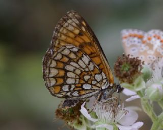 Amannisa (Melitaea athalia)