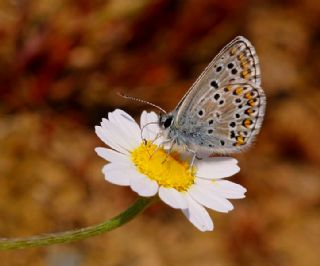 okgzl Balkan Mavisi (Aricia anteros )