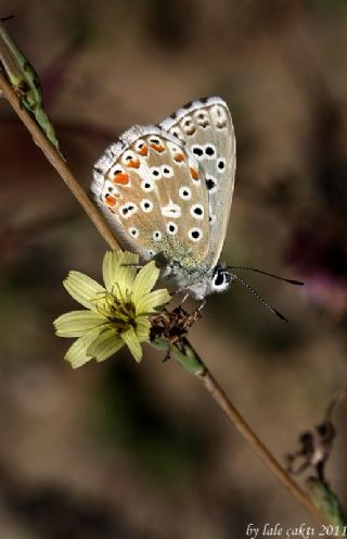 okgzl Gk Mavisi (Polyommatus bellargus)