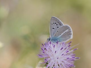 okgzl figenya (Polyommatus iphigenia)