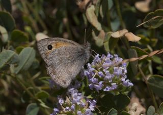 K���k Esmerperi&nbsp;(Hyponephele&nbsp;lycaon)