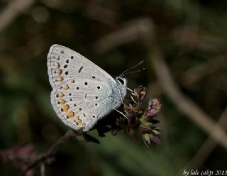 okgzl Mavi (Polyommatus icarus)