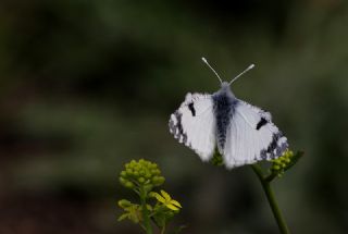 Da Oykls (Euchloe ausonia)