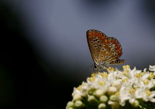 okgzl Esmer (Aricia agestis)