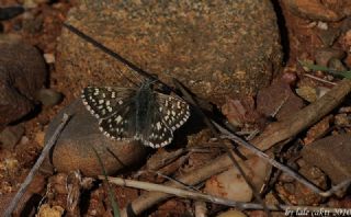 Ege Z�pz�p�&nbsp;(Pyrgus&nbsp;melotis)