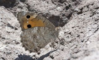 Anadolu Yalanccads (Pseudochazara anthelea)