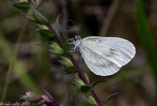 Narin Orman Beyaz (Leptidea sinapis)