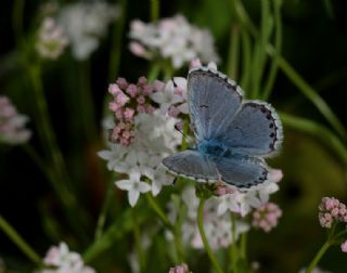 Himalaya Mavisi&nbsp;(Pseudophilotes&nbsp;vicrama)