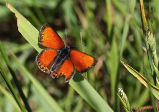 Ate� Bak�r G�zeli&nbsp;(Lycaena&nbsp;candens)