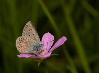 �okg�zl� Menek�e Mavisi&nbsp;(Polyommatus&nbsp;thersites)