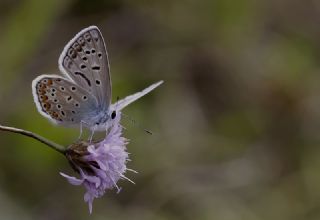 �okg�zl� Mavi&nbsp;(Polyommatus&nbsp;icarus)