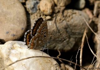 okgzl Gk Mavisi (Polyommatus bellargus)
