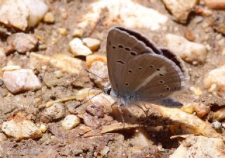 ? Agro T�r� (Tan�ms�z)&nbsp;(Agrodiaetus&nbsp;sp.)