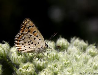 �sli Bak�r G�zeli&nbsp;(Lycaena&nbsp;tityrus)