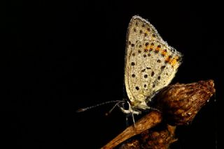 sli Bakr Gzeli (Lycaena tityrus)