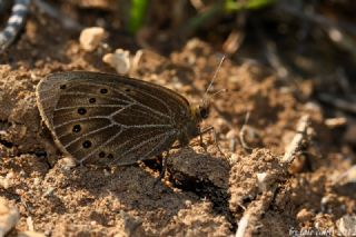 Uygur Gzelesmeri (Proterebia afra)