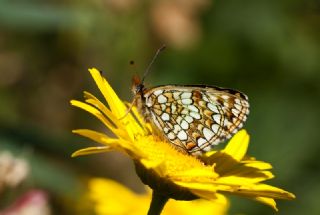 Gzel Amannisa (Mellicta  aurelia)