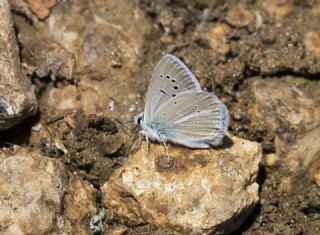 Glek okgzls (Polyommatus cilicius)