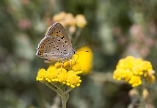 Byk Mor Bakr Gzeli (Lycaena alciphron)