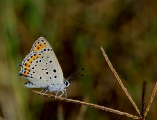 Byk Mor Bakr Gzeli (Lycaena alciphron)