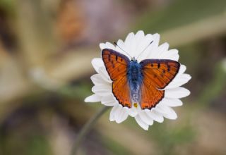 Byk Mor Bakr Gzeli (Lycaena alciphron)