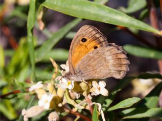 Yalanc Esmerperi (Hyponephele lycaonoides)