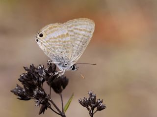Lampides&nbsp;(Lampides&nbsp;boeticus)
