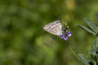 Lampides (Lampides boeticus)