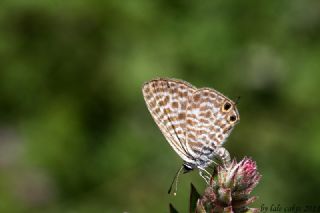 Mavi Zebra&nbsp;(Leptotes&nbsp;pirithous)
