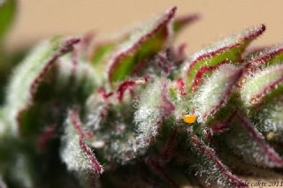 Mavi Zebra&nbsp;(Leptotes&nbsp;pirithous)