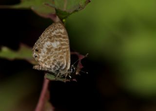 Mavi Zebra (Leptotes pirithous)