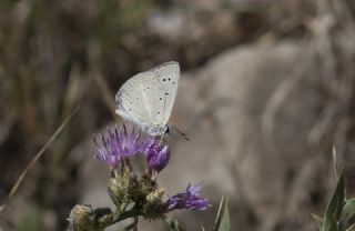 Ali Balinin okgzls (Polyommatus alibalii)