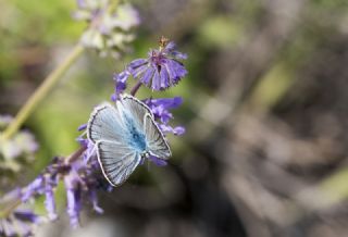 okgzl Ar Mavisi (Polyommatus vanensis)