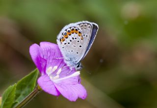 Gm Lekeli Esmergz (Plebejus argus)