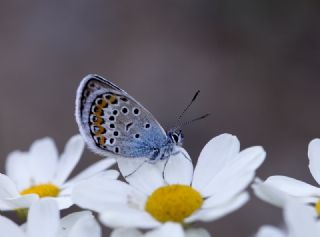 Gm Lekeli Esmergz (Plebejus argus)