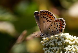G�m�� Lekeli Esmerg�z&nbsp;(Plebejus&nbsp;argus)